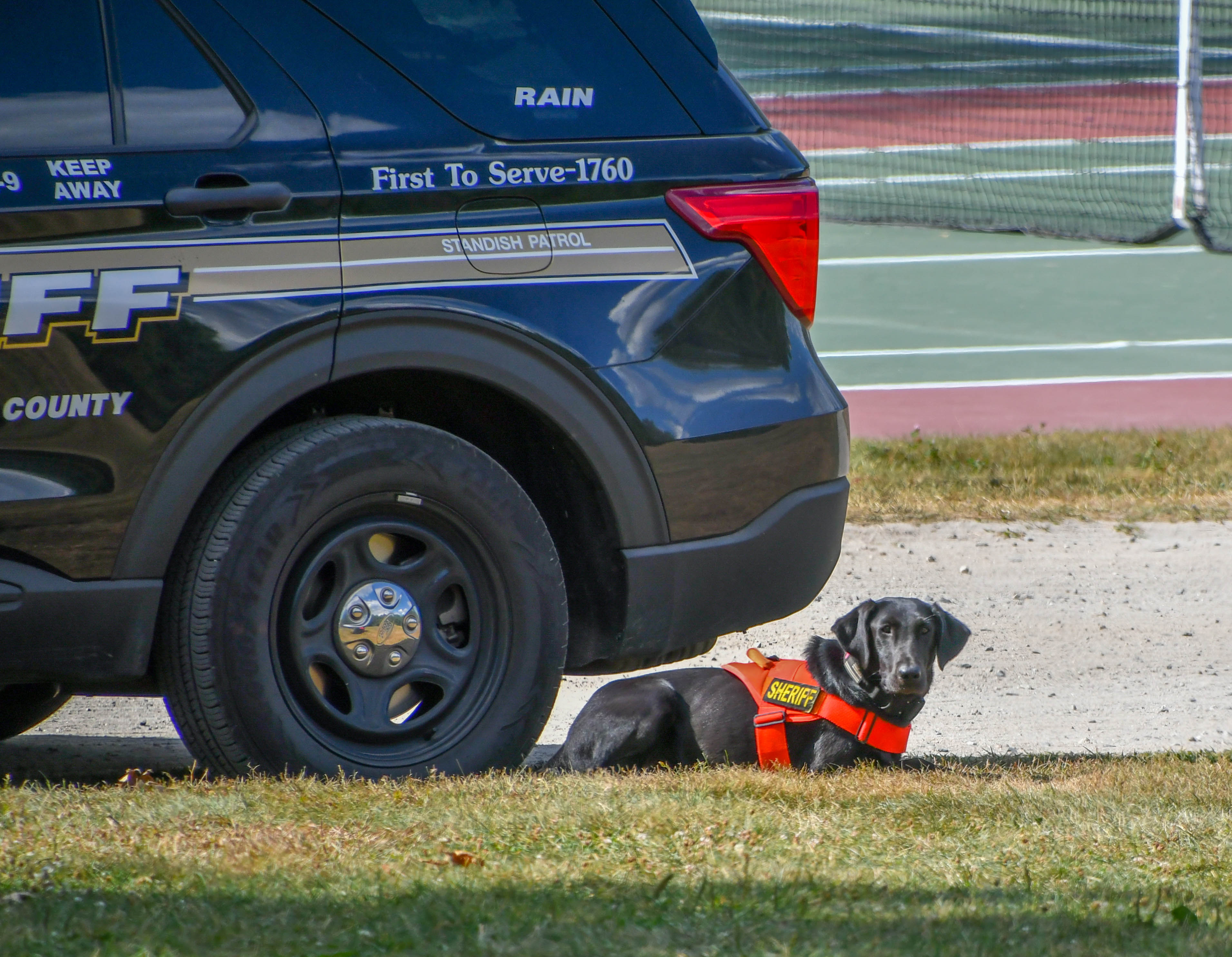 Canine and patrol car